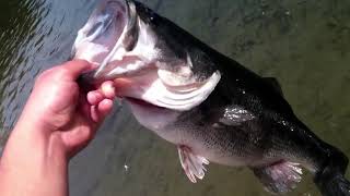 8 lb bass at Chollas [upl. by Carlina]