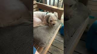 yorkie havanese porchswing [upl. by Ondine]