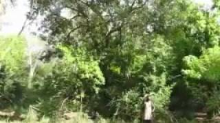 Sounds of the African Bush Cicadas Gorongosa [upl. by Ahsenid]