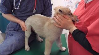 Chiots chiensloups tchécoslovaques âgés de 51 jours Portée Heaven amp Ioric 22 02 2017 [upl. by Melak]