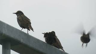 Common Starling Sturnus vulgaris Landtong Rozenburg ZH the Netherlands 10 Nov 2024 15 [upl. by Seidnac]