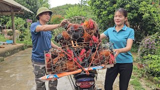 Closeup of catching chickens on tree tops to sell to traders Raising freerange chickens Ep 272 [upl. by Aihsetan]