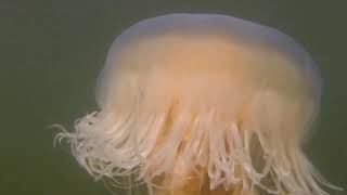 Lions Mane Jellyfish 12Oct24 Boundary Bay BC [upl. by End]