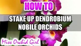 How to stake up Orchids Part 2 Dendrobium Nobile Orchids [upl. by Yazbak814]