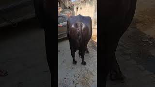 3rd Timer Buffalo for sale 1718 liter Dudh capacity Only 15 lakh 8307080103 [upl. by Nnyw]