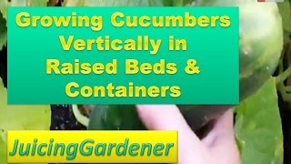 Growing Cucumbers Vertically in Raised Beds and Containers  See Whats Possible [upl. by Meedan]