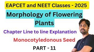 Monocotyledonous Seed  Morphology of Flowering Plants Line by line Explanation  Part 11 [upl. by Kcam]