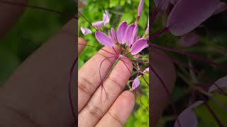 Cleome spinosa  summer flowering plant trending gardenflowerplants garden gardening plants [upl. by Shah]