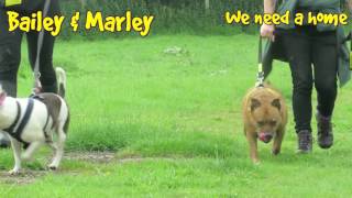 Dogs Trust Leeds Bailey [upl. by Immas441]