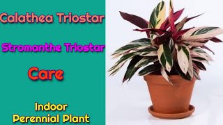 Stromanthe Triostar Plant care Best Indoor Perennial Plant Calathea Triostar [upl. by Addiel]