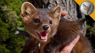 The Pine Marten is Natures Most Adorable Assassin [upl. by Vahe587]