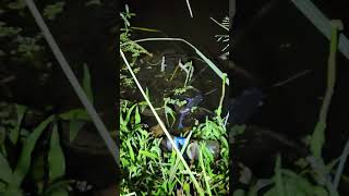 This Snake was eating a catfish Nerodia rhombifer predation [upl. by Iramat]