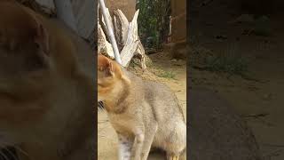 CAT hungry for food sounds Shorts mewomewo kitten [upl. by Iney636]