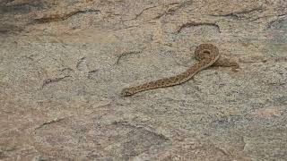 Echis carinatus  Saw Scaled Viper  Chinna pinjara [upl. by Beau126]