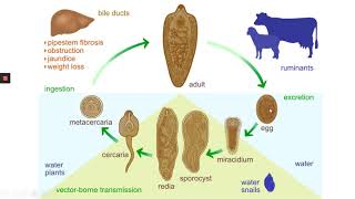 Classe Trematoda Fasciola hepatica [upl. by Arhna]