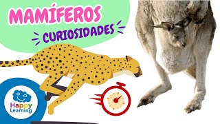 LOS ANIMALES MAMÍFEROS  CURIOSIDADES PARA NIÑOS  Happy Learning 🦁🐨🐘 mamíferos animales [upl. by Anitsirhk]