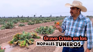 La bondad del nopal tunero que ESTÁ SOPORTANDO LA SEQUÍA [upl. by Amitak844]