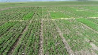 Ep01 BChauhan Chickpea x phalaris trial in Australia [upl. by Erina]