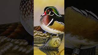 LittleKnown Contest Big Wins for Duck Stamp Artists [upl. by Leroy]