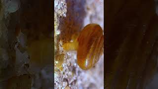 Amazing CloseUp Footage of the Terrestrial Snail [upl. by Daffy]