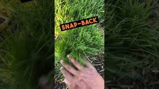 Spreading Fescue Grass Plugs shorts [upl. by Migeon]