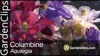 Columbine  Aquilegia species  How to grow Columbine flowers [upl. by Akessej16]