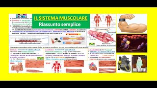 💪IL SISTEMA MUSCOLARE 1 funzioni muscoli tessuto muscolare liscio striato e cardiaco [upl. by Natsirhc359]