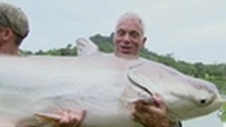 Mekong Giant Catfish  River Monsters [upl. by Jody]