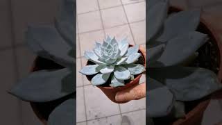 echeveria blue star [upl. by Alodie521]