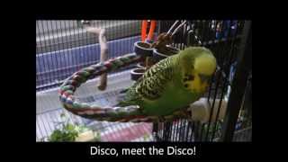 Disco the Parakeet Kissed a Cheeseburger [upl. by Moe404]