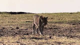 Female leopardess hading back to her impala kill [upl. by Thisbe]