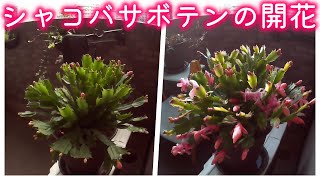 【タイムラプス】 シャコバサボテンの開花！Flowering of Schlumbergera 【Timelapse】 Shorts [upl. by Elleined]