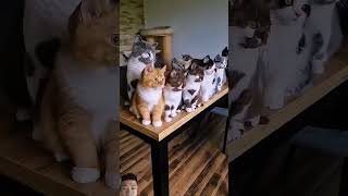 Rhythm Cats cat kidswildkingdom catlover kitten cute pets music song pop lyrics cover [upl. by Akehsyt]