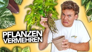 PFLANZEN VERMEHREN  Ableger richtig eintopfen  Joeys Jungle Plants [upl. by Eceinehs]