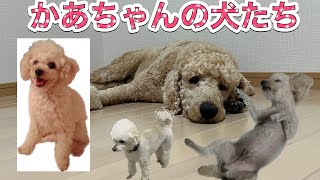 かあちゃんが飼っていた犬たちスタンダードプードル 熊本弁大型犬 [upl. by Stag]