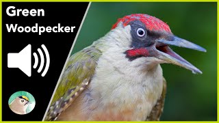 Green Woodpecker  Sounds [upl. by Nahraf]